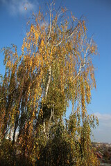 Urban picturesque nature, view from the window. City skyline. Recreation