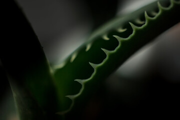 Kaktusblatt - Close up