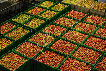 Green delicious apples on packing line at fruit warehouse. Food industry.