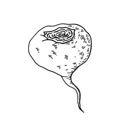 Maca root (Lepidium meyenii, Peruvian ginseng). Design elements for packaging. Hand drawing vector illustration.