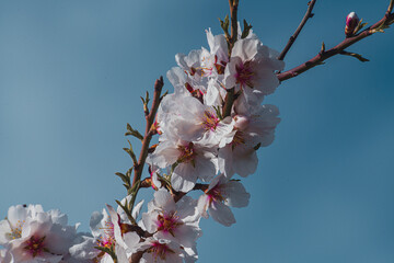 Flor de almendro