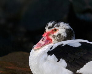 portrait of a piebald muscovy duck with a red face