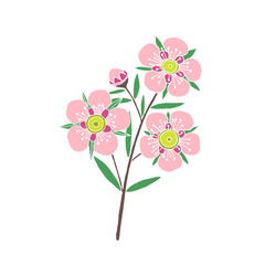 Manuka Honey branch, leaves and flower. Hand drawn Vector illustration.