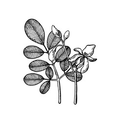 Moringa oleifera. Leaves and flowers. Vegan superfood. Hand drawn illustration in sketch style. Vector image.
