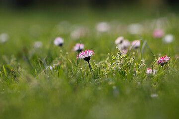 Bellis white-pink daisy flower in the grass with a beautiful green flank and backlight.