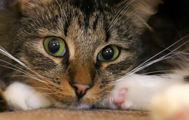 the cat is brown, black and white, lying down and looking into the frame. Close-up, tricolor, it has white paws and breast.She has green, very large eyes and a long mustache. Only the head is visible.