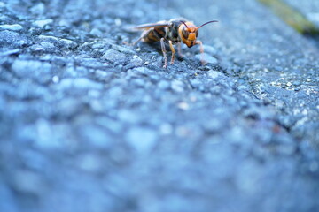 スズメバチ, Wasp