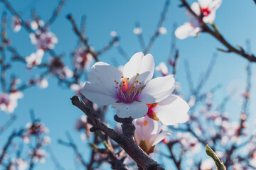 Flor de almendro