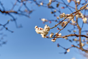 春先の桜