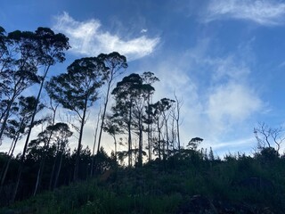 sunset in the forest