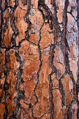 vibrant orange live pine bark texture