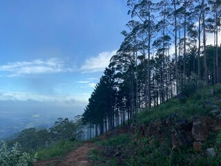 forest in the mountains