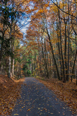 Road leading through a tall deciduous forest. Beautiful colorful autumn.