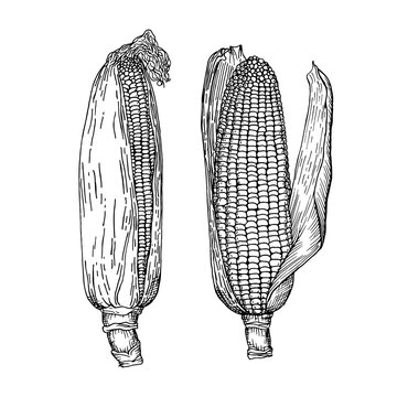 Corncob with leaf. Sweet corn food.  Farm market product. Vector illustration isolated on white background.