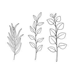 Eucalyptus branches with and leaves. Hand drawn vector illustration in sketch style.