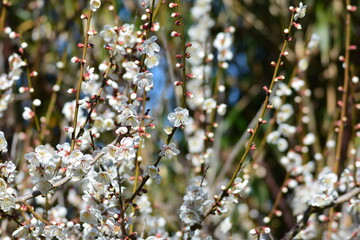 春の梅の花