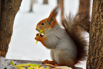 squirrel eats lunch