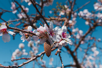 Flor de almendro
