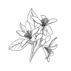 Citrus flowers branch. Neroli flowers. Ink sketch. Hand drawn vector illustration isolated on white background.