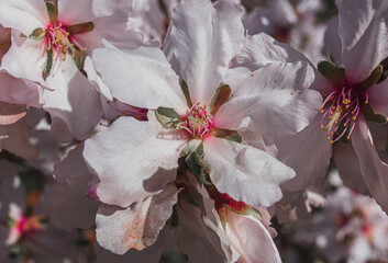 Flor de almendro