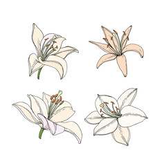 Fototapeta na wymiar Set Lily flowers. Hand drawn illustration. Vector image in sketch style.