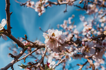 Flor de almendro