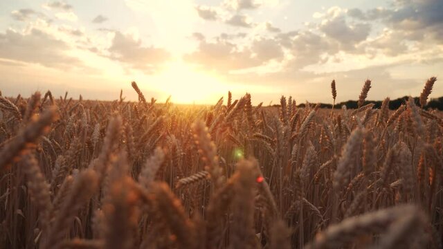 ears of wheat on the field during sunset. wheat agriculture harvesting agribusiness concept. walk in a large wheat field. large harvest of wheat in summer on the field landscape lifestyle