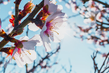 Flor de almendro