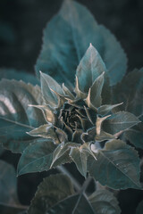 Sunflower blooming, petal , closeup shot of beautiful sunflower with green background