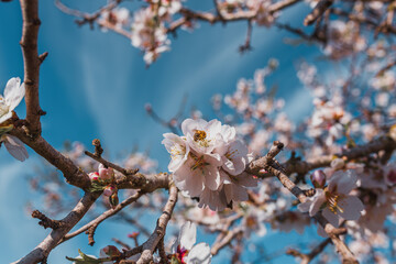Flor de almendro