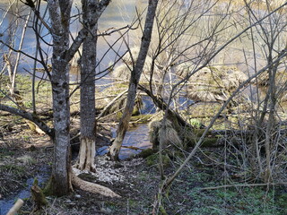 Das Werk eines Biebers in der Natur