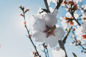 Flor de almendro