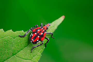 The larvae of wax cicada live on wild plants in northern China