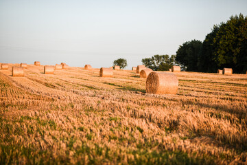 Circle shaped straw in the field during sunset.