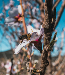 Abeja en flor de almendro