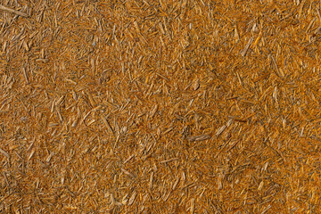 A uniform background of yellow pressure-treated wood