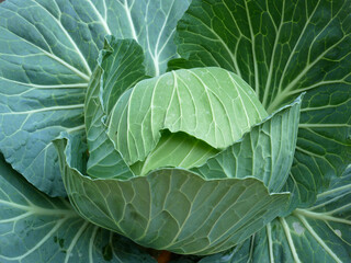 Obraz premium cabbage in the garden