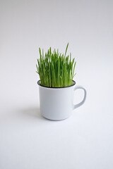 Green grass in a white mug.