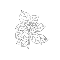 Hand drawn oregano branch with leaves isolated on white background. Spice for cooking. Vector illustration