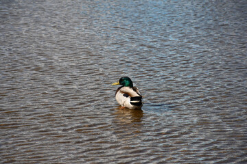 Single male mallard (Anas platyrhynchos) on Lake Ontario in Canada