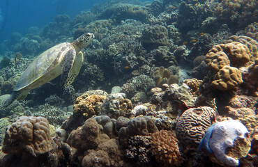 A Green turtle swimming over a reef Cebu Philippines