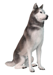 Fototapeta premium 3D Rendering Siberian Husky on White