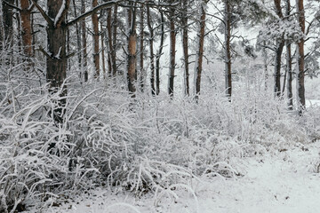 trees covered with snow in winter in the park
