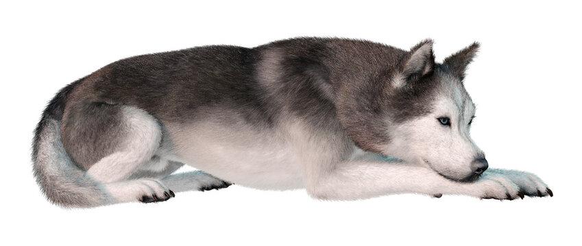 3D Rendering Siberian Husky on White