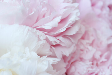 soft pink and white peony flowers