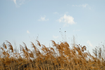 Obraz premium 枯れ草 冬 空