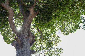 Fototapeta premium Beehive hangs on a big tree in thailand