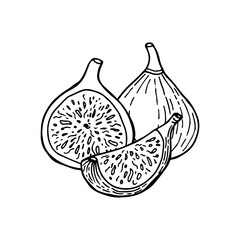Fig fruit. Drawing in sketch style. Hand drawn vector illustration.