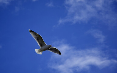 Una gaviota joven sobre el cielo azul con nubes blancas muy finas.