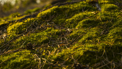 grass background